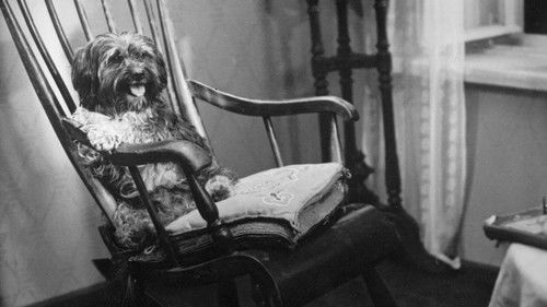 Барбос в гостях у Бобика Bild 1