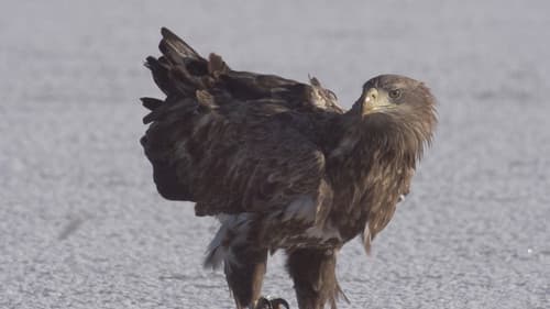 Vad Kunság – A Puszta rejtett élete Bild 1