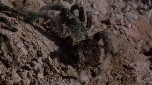 Mörderspinnen Bild 8