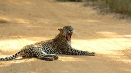 Sri Lankas Leoparden-Dynastie Bild 4