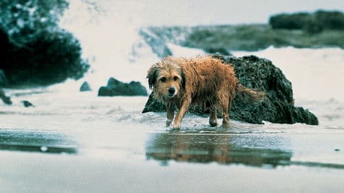 Benji, sein größtes Abenteuer Bild 1