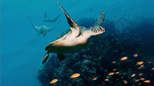 Ozean mit David Attenborough Bild 8