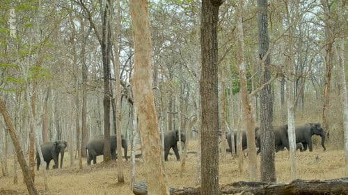 Wildes Indien Bild 7