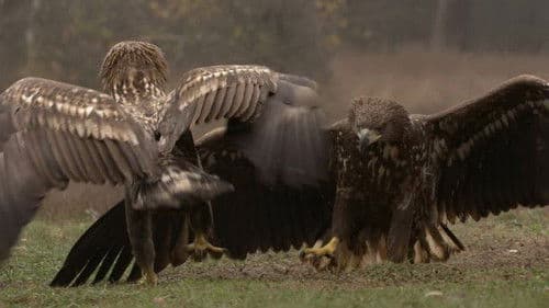 Vad Kunság – A Puszta rejtett élete Bild 3