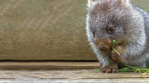 Secret Life of the Wombat Bild 6