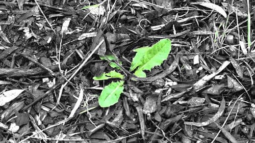 Cinematic Kaleidoscope Bild 3