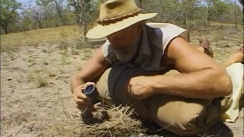 In The Bush Bild 1