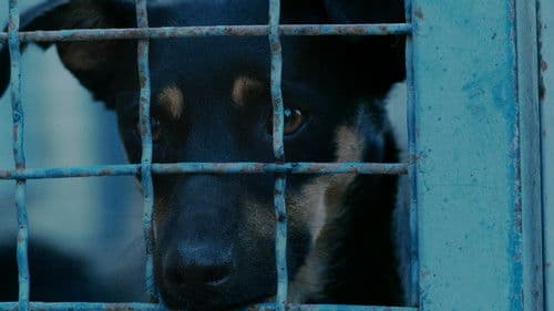 Призори из живота џукца Bild 5