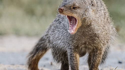 Afrikas tödlichste Jäger Bild 5