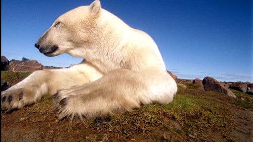 Polar Bears: Ice Bear Bild 3