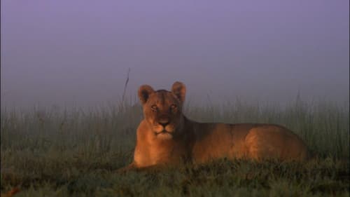 Swamp Lions Bild 2