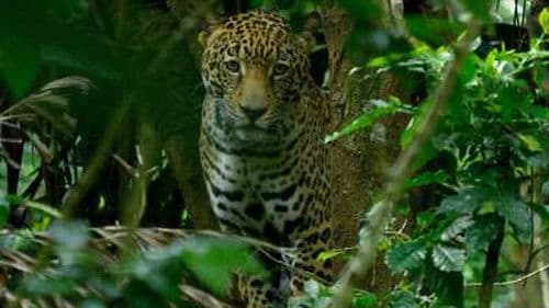 Costa Rica : Le réveil de la nature Bild 3