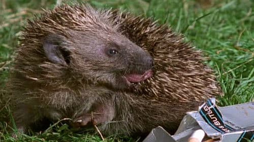 Fantastisches Tierreich Bild 1