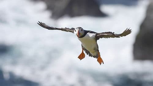 Scotland: The New Wild Bild 2