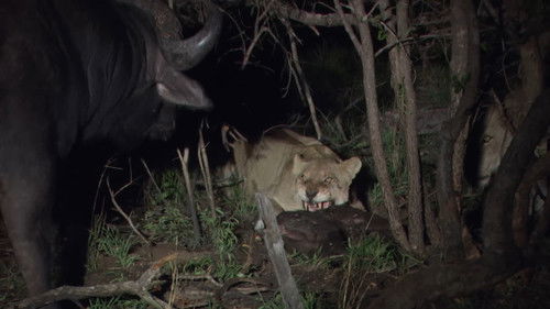 Predators in Peril Bild 2