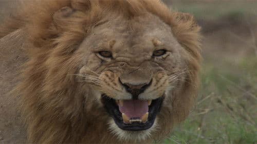 劇場版 ダーウィンが来た！アフリカ新伝説 Bild 1