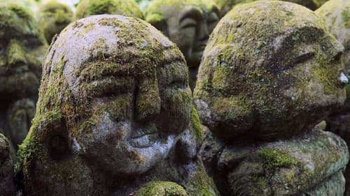 Moose, unscheinbare Helden Bild 2