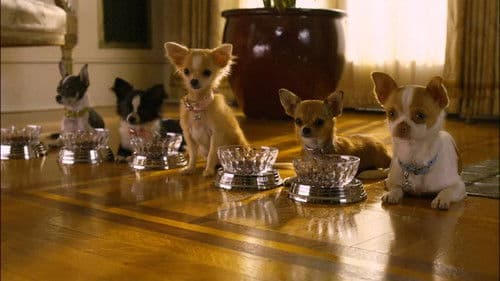 Beverly Hills Chihuahua 2 Bild 4