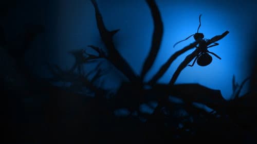Le Royaume des fourmis Bild 1