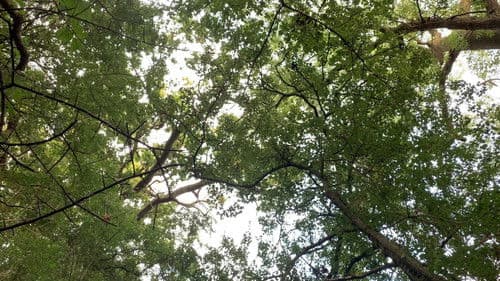 I Shot My Friend Bild 1