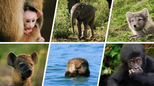 Animal Babies: First Year On Earth Bild 3