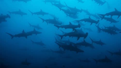 Shark Side of the Moon Bild 2