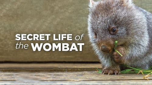 Secret Life of the Wombat Bild 2
