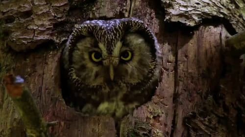 Owls: Masters of the Night Bild 1
