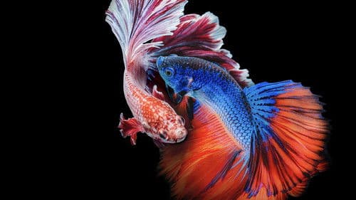 Asiens tierische Freaks Bild 1