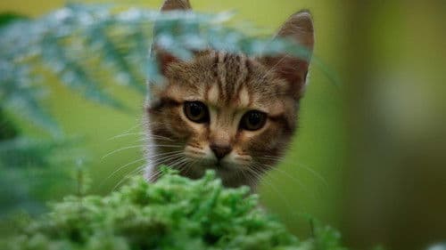 Lou - Abenteuer auf Samtpfoten Bild 2