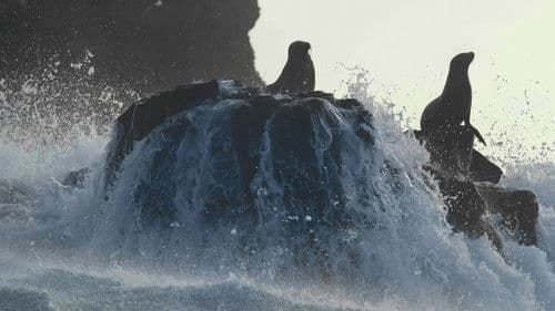 Seelöwen auf Galapagos Bild 4