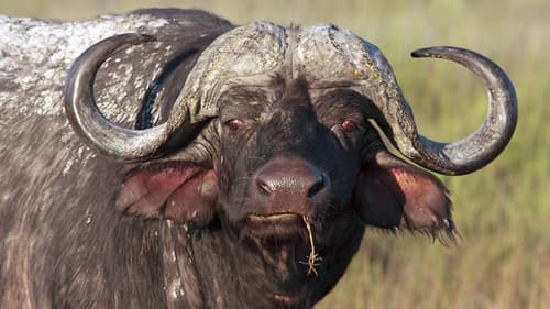 Blood Rivals: Lion vs Buffalo Bild 2