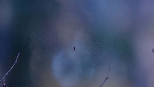 Kallis Kummitus Bild 1