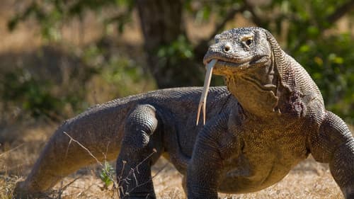 Asiens tierische Freaks Bild 4