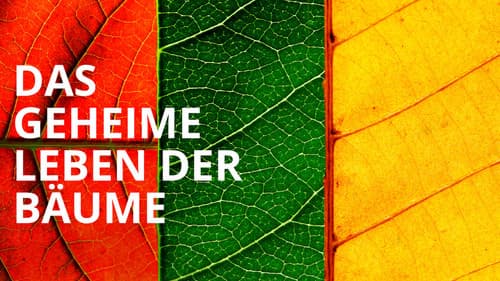 Das geheime Leben der Bäume Bild 8