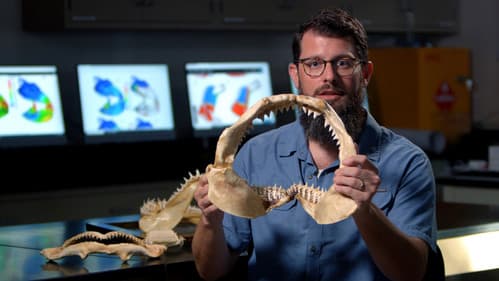 Superkräfte der Haie Bild 2