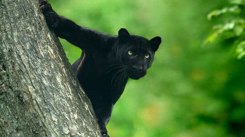 The Real Black Panther Bild 6