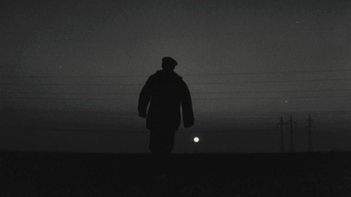 Die Steinblume Bild 5