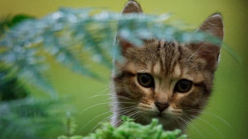 Lou - Abenteuer auf Samtpfoten Bild 4