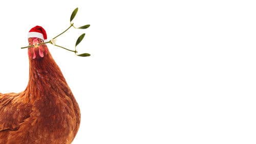 Feather Christmas Bild 3