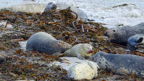 Terres sauvages du Grand Nord Bild 2