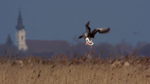 Vad Kunság – A Puszta rejtett élete Bild 4