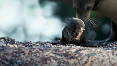 Seelöwen auf Galapagos Bild 5
