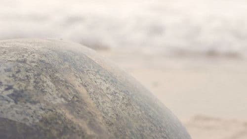 No Abandonan el Mar Nunca Bild 2