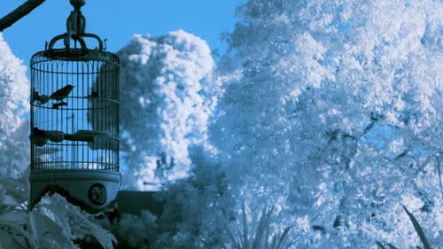 Idak-Idak-Idak Bild 1