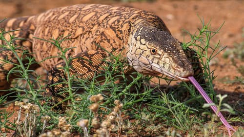 Wildes Australien Bild 4