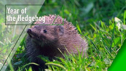 Year of the Hedgehog Bild 1