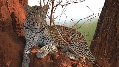 Surviving the Serengeti Bild 1