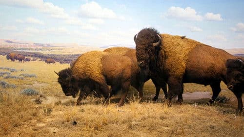 Wildnis Yellowstone - Im Wechsel der Extreme Bild 7