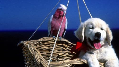 Napoleon - Abenteuer auf vier Pfoten Bild 6